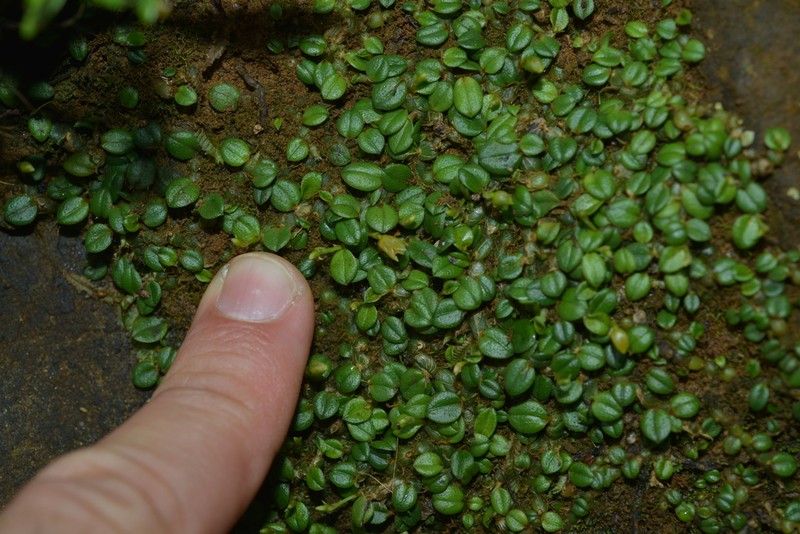 Porpax ceciliae