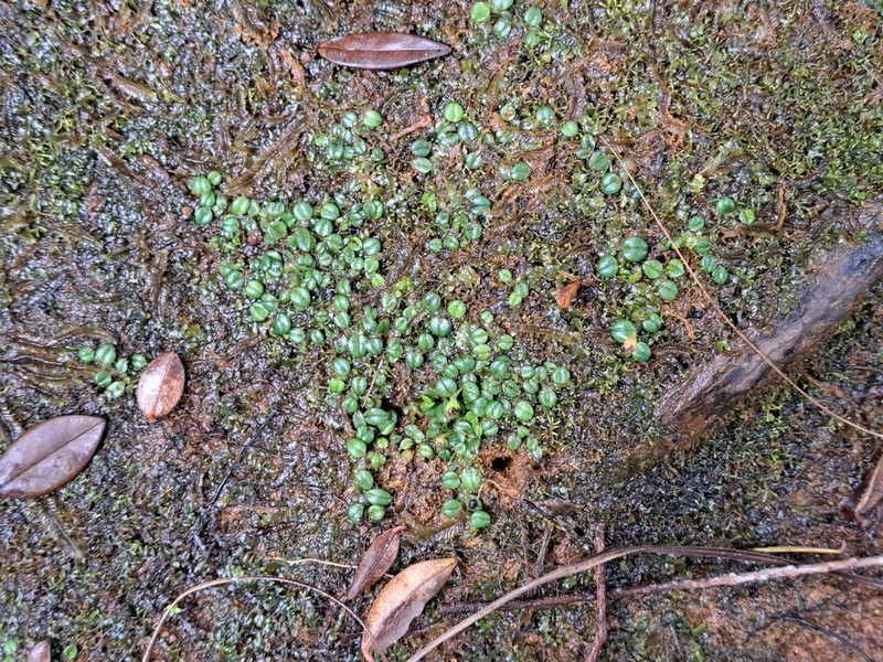 Porpax ceciliae photo 3