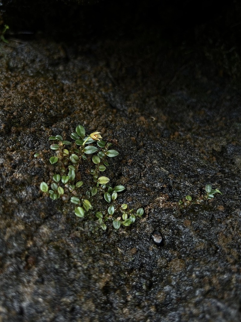 Porpax ceciliae photo 4