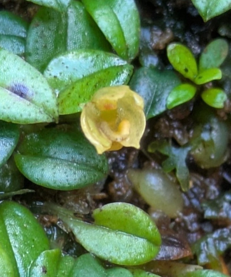 Porpax ceciliae photo 5