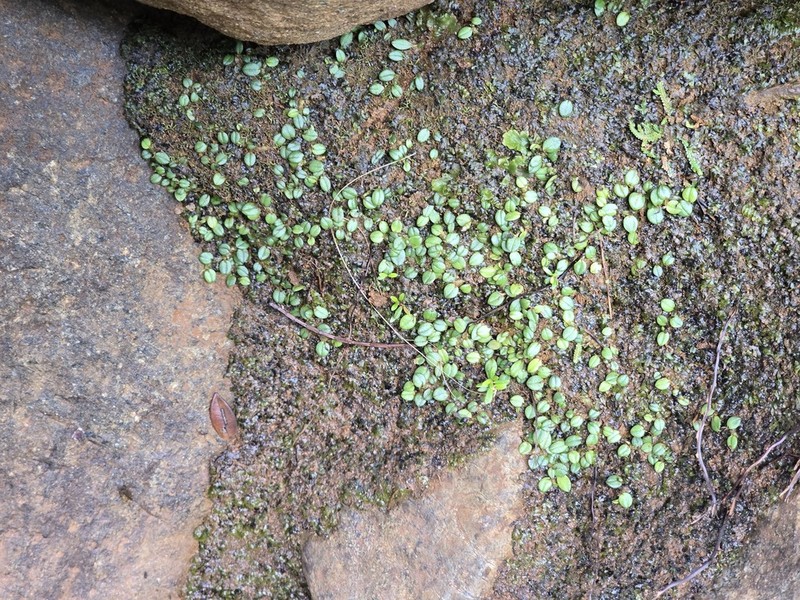 Porpax ceciliae photo 8