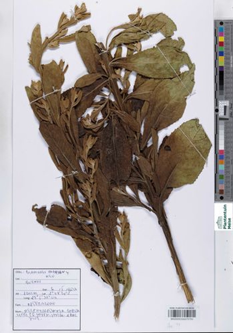 Porphyrostemma chevalieri