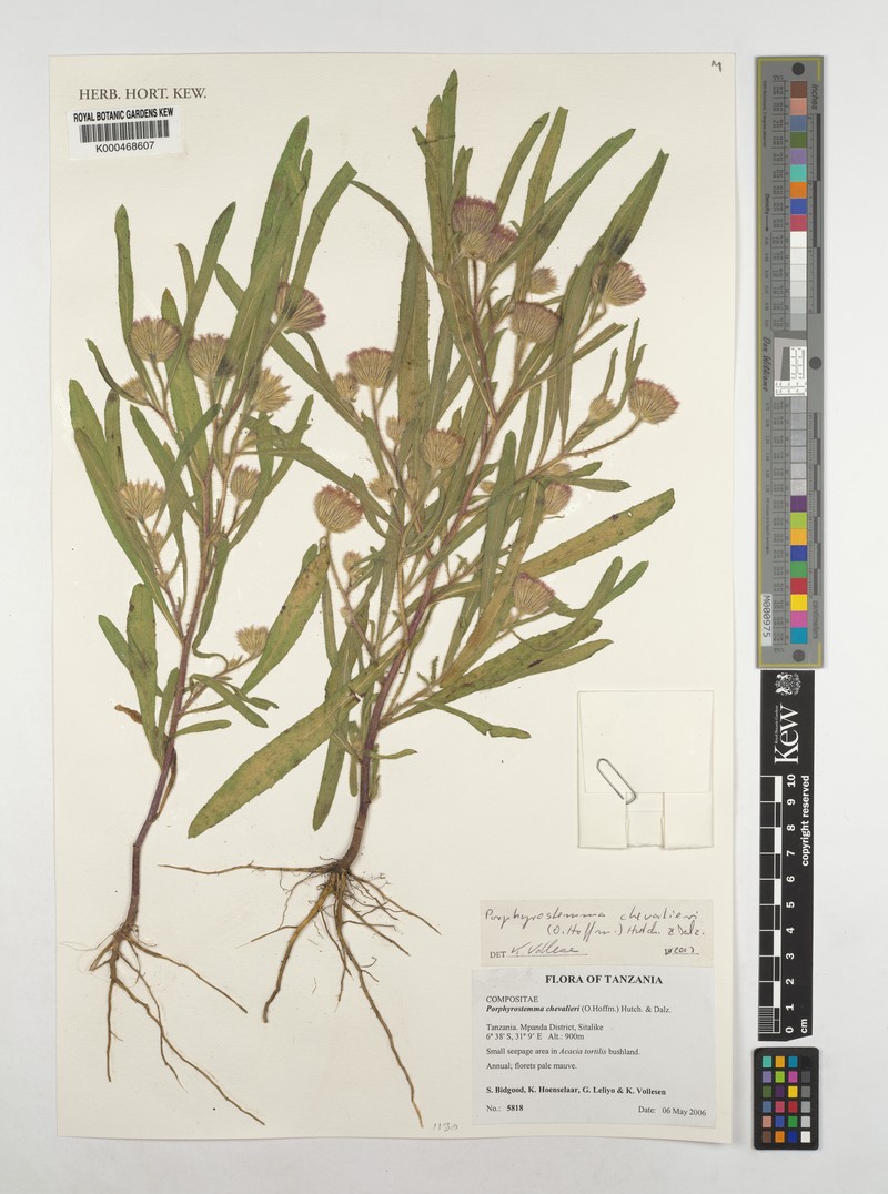 Porphyrostemma chevalieri photo 2