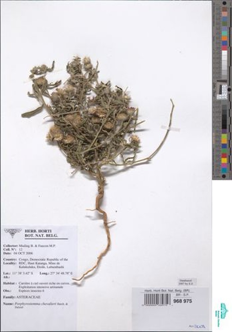Porphyrostemma chevalieri photo 3