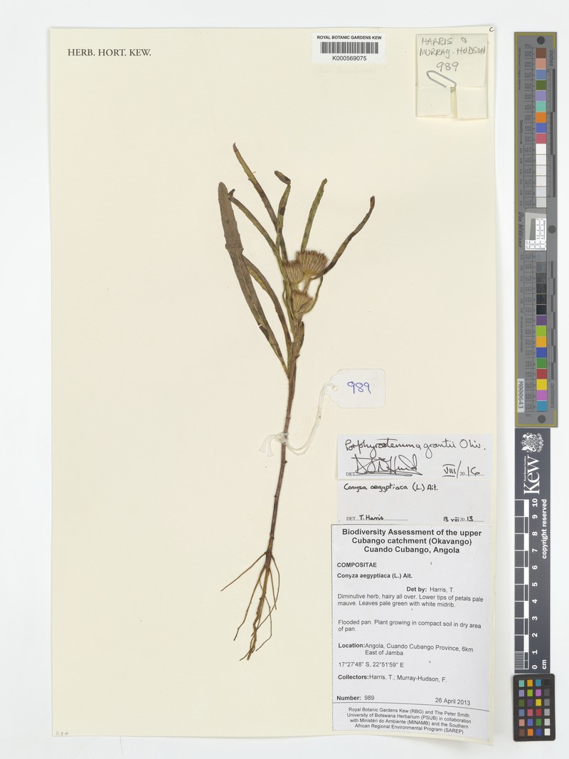 Porphyrostemma grantii photo 2