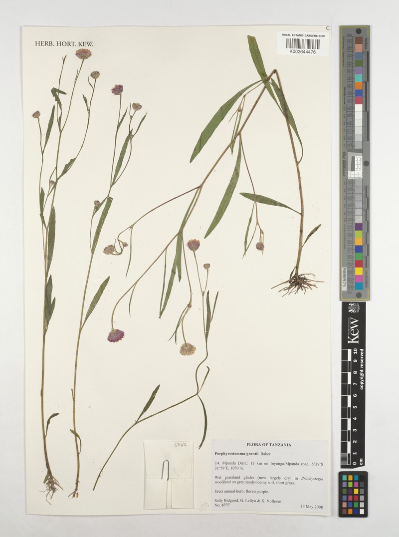 Porphyrostemma grantii photo 3