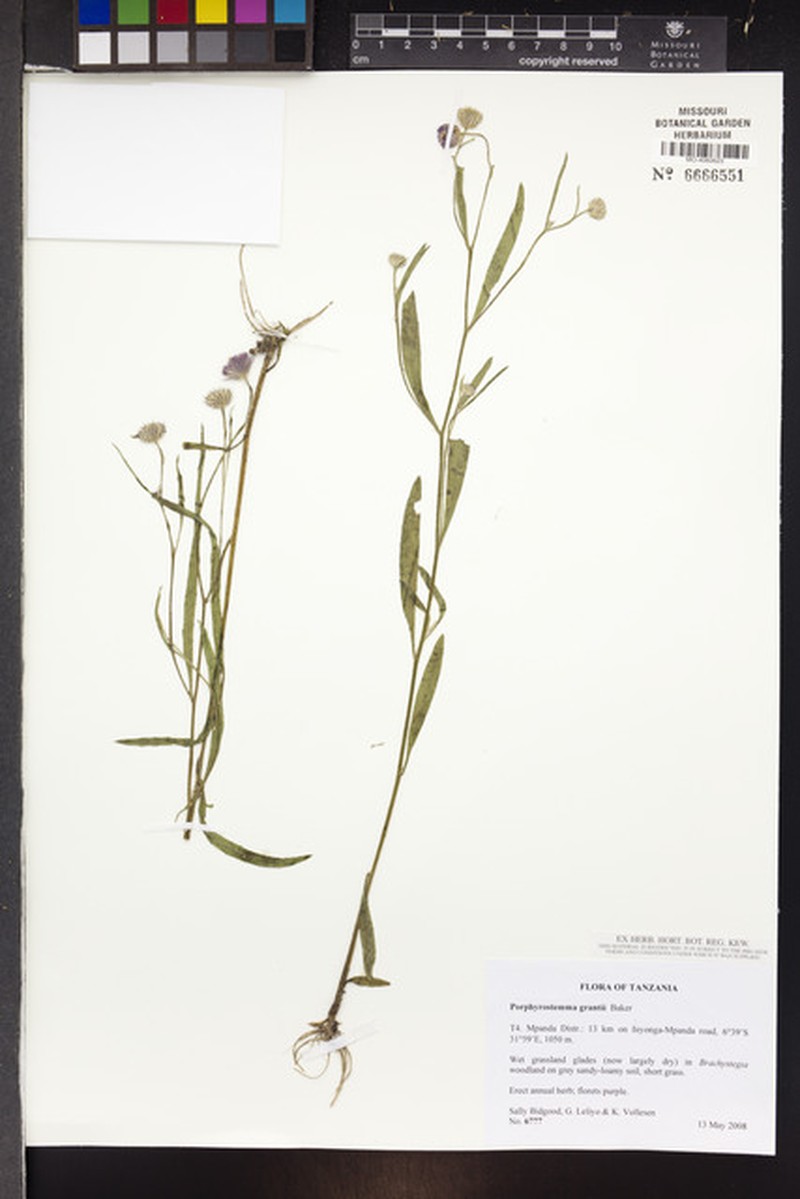 Porphyrostemma grantii photo 4