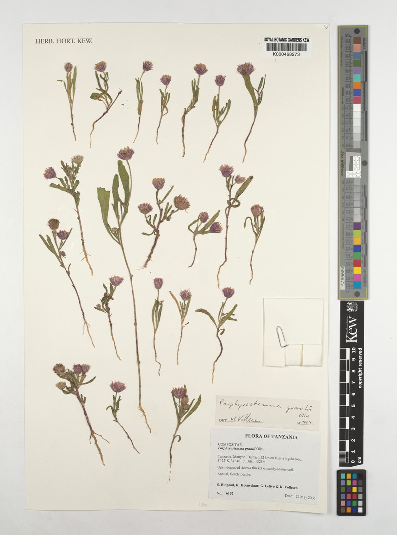 Porphyrostemma grantii photo 5