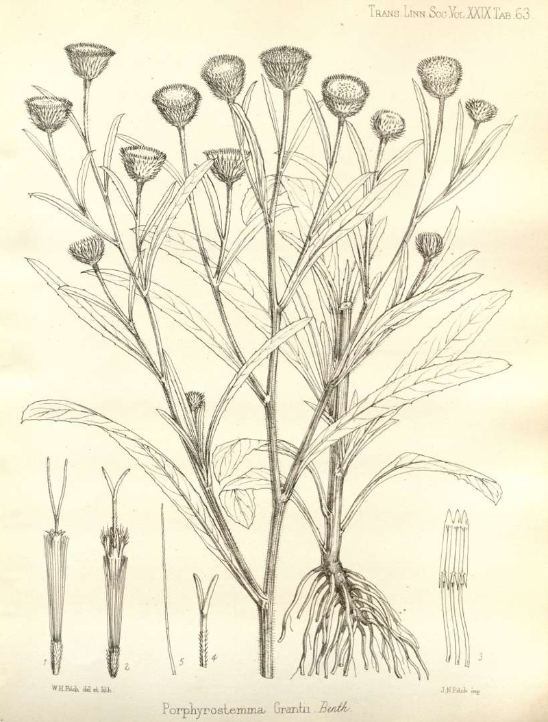Porphyrostemma grantii