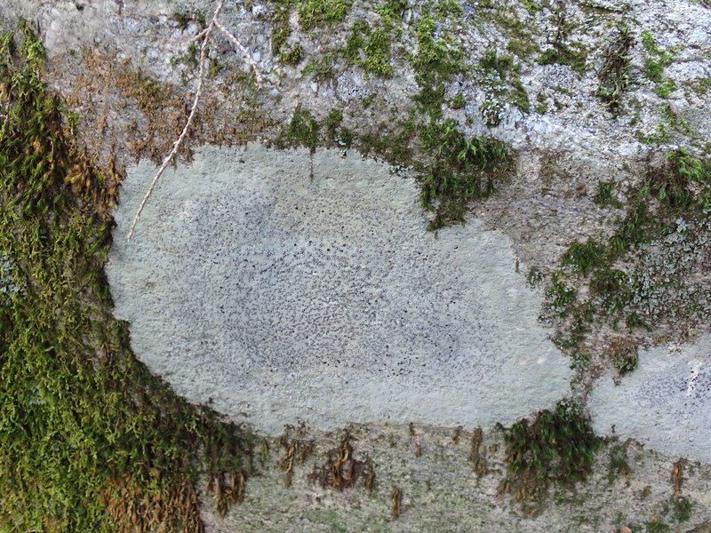 Porpidia Lichen