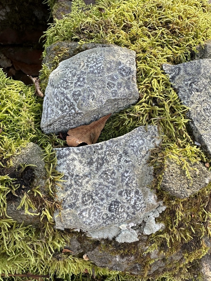 Porpidia Lichen