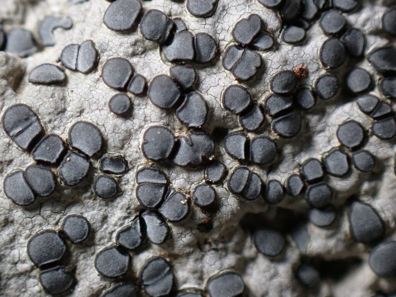 Porpidia Lichen photo 2