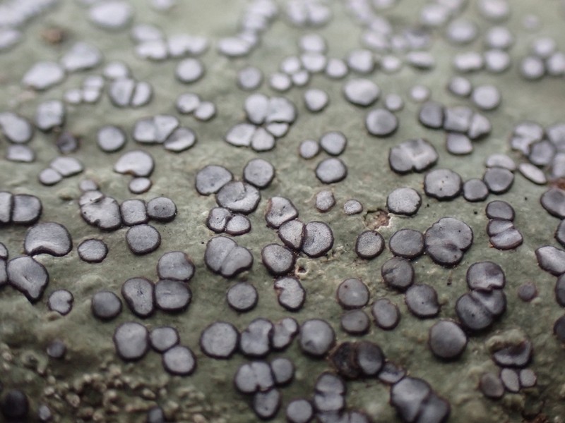 Porpidia Lichen photo 3