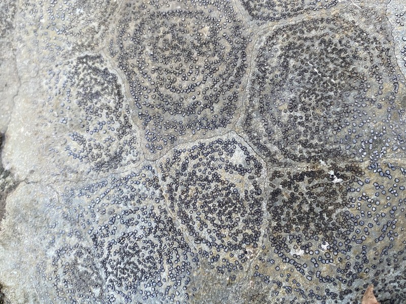 Porpidia Lichen photo 4