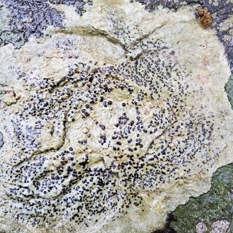 Porpidia Lichen photo 5