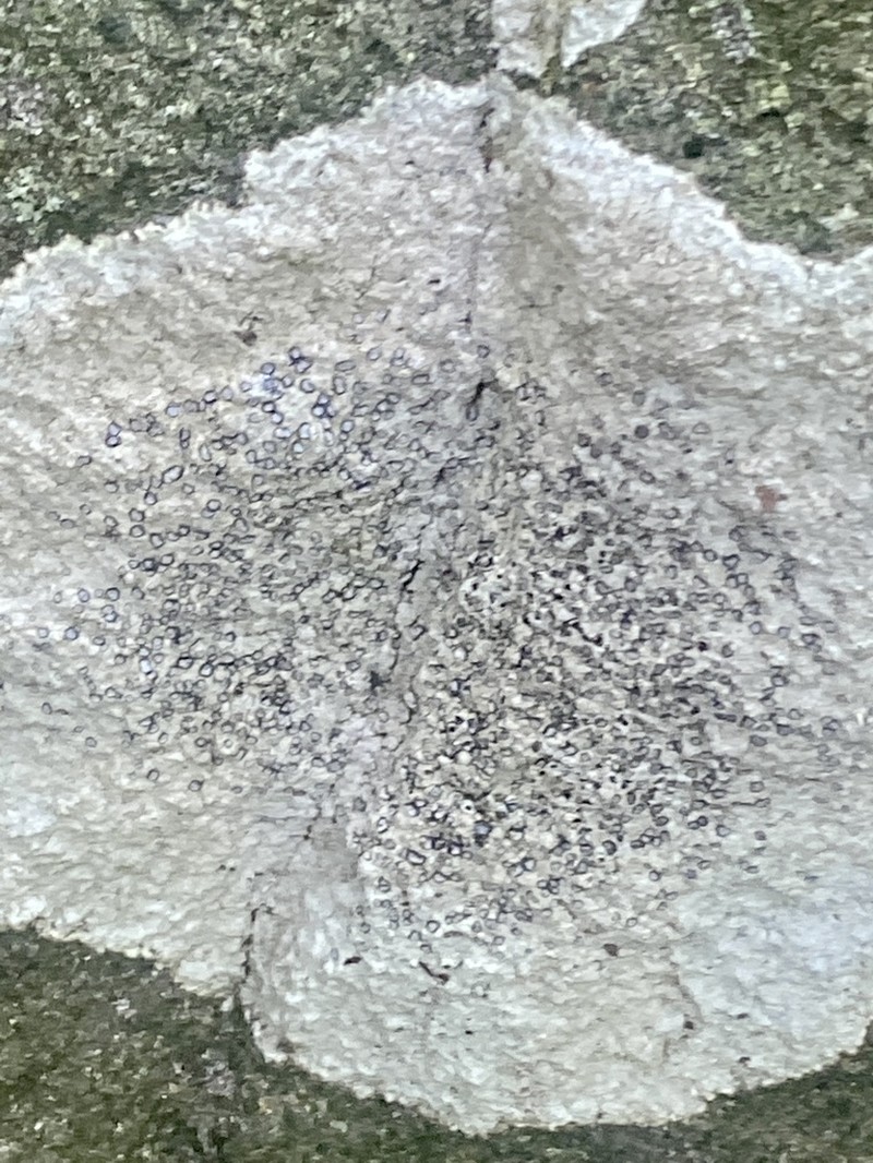 Porpidia Lichen photo 6