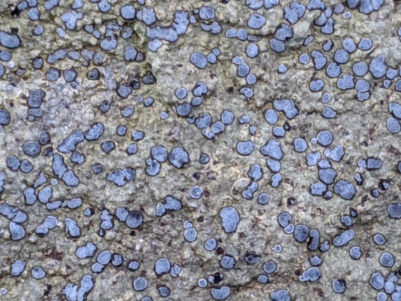 Porpidia Lichen photo 7