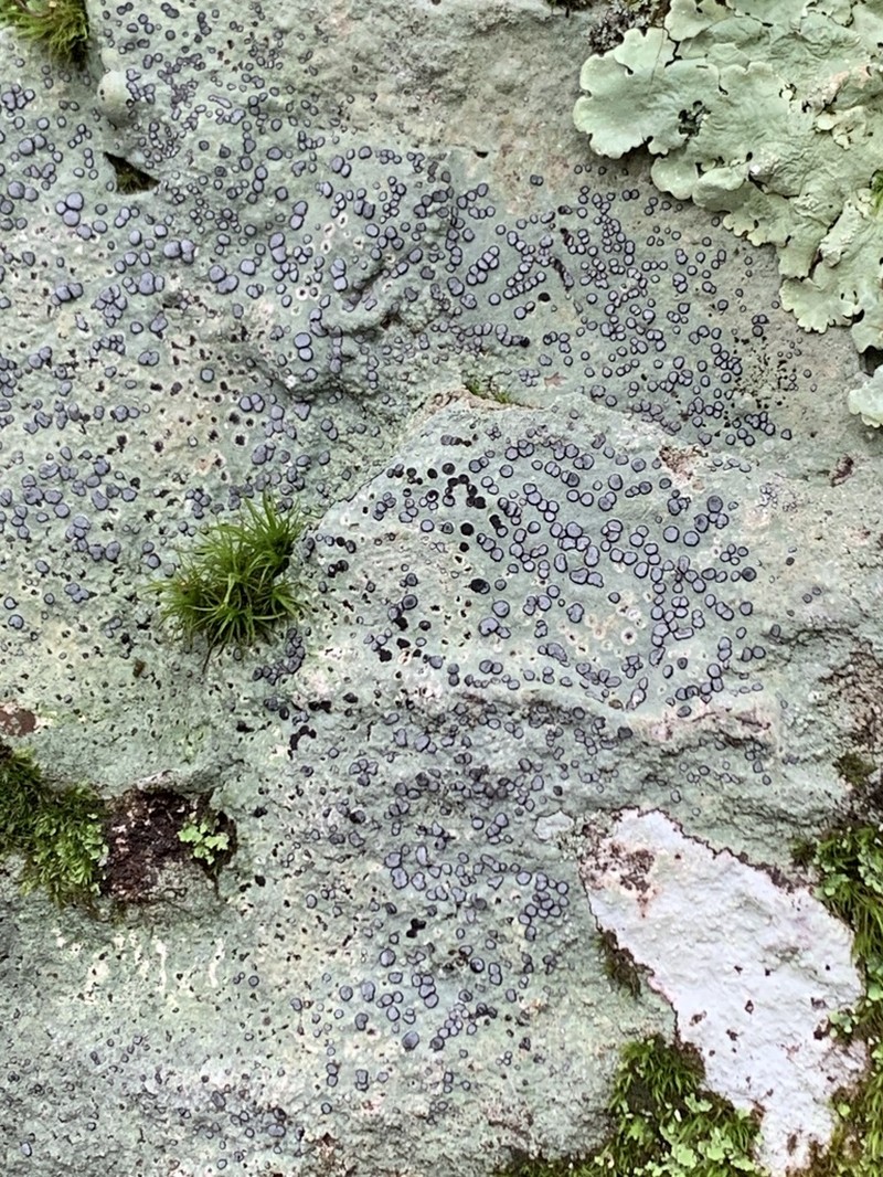 Porpidia Lichen photo 8