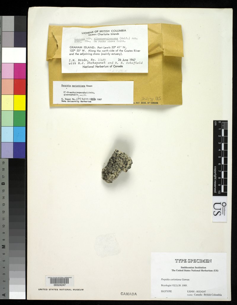 Carlott's Porpidia Lichen