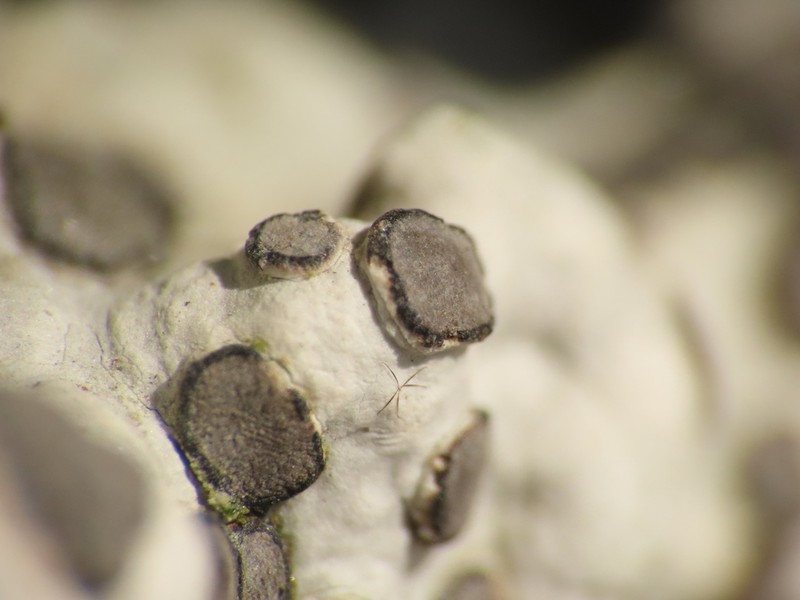 Carlott's Porpidia Lichen