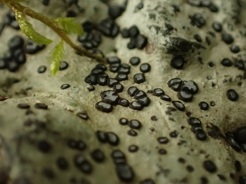 Carlott's Porpidia Lichen photo 2