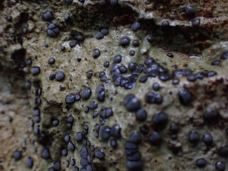 Carlott's Porpidia Lichen photo 3