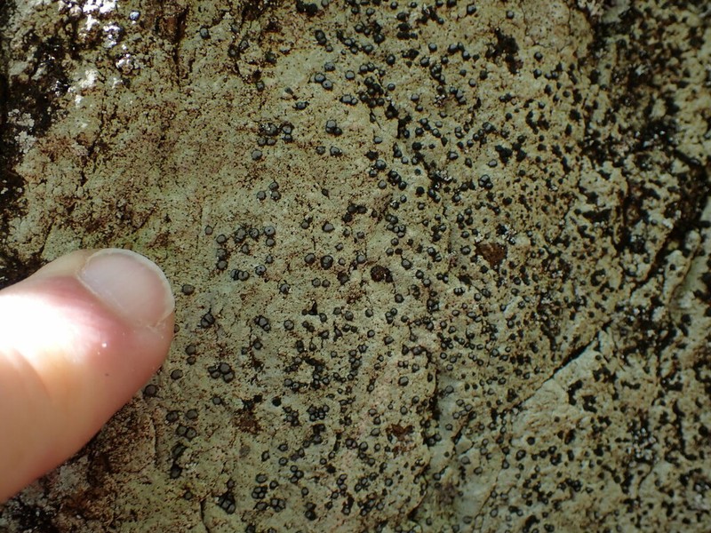 Carlott's Porpidia Lichen photo 4