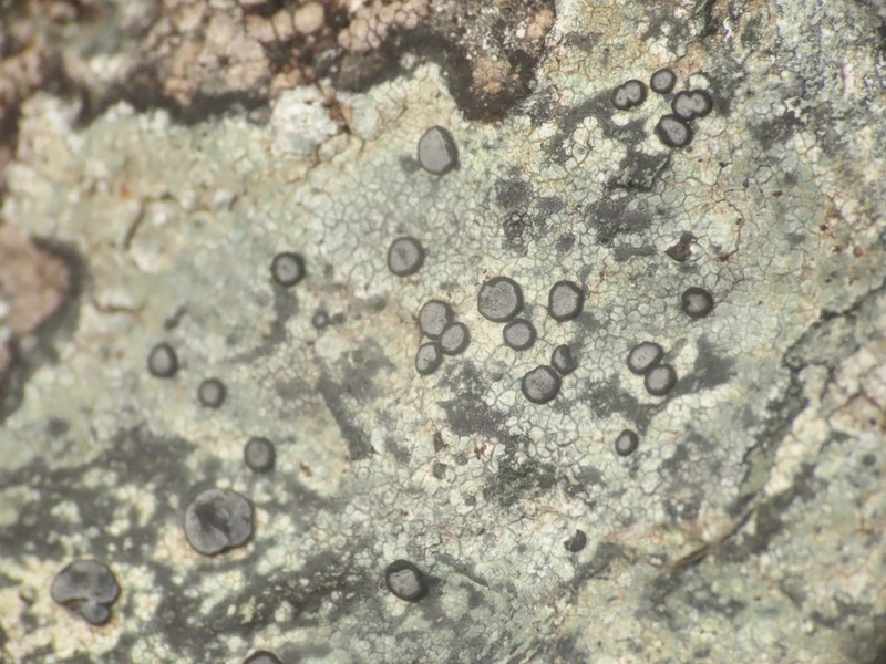 Carlott's Porpidia Lichen photo 5