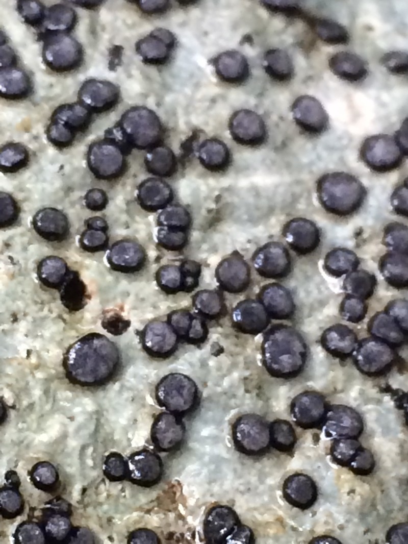 Carlott's Porpidia Lichen photo 6