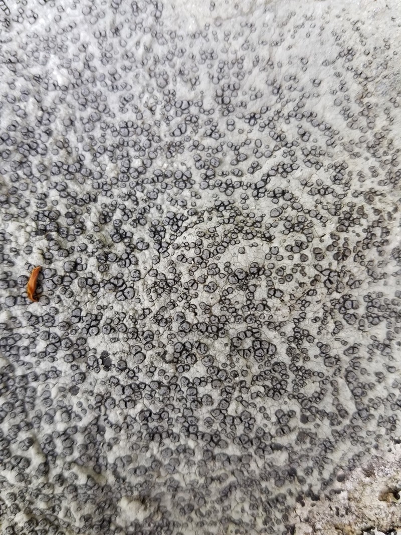 Carlott's Porpidia Lichen photo 7