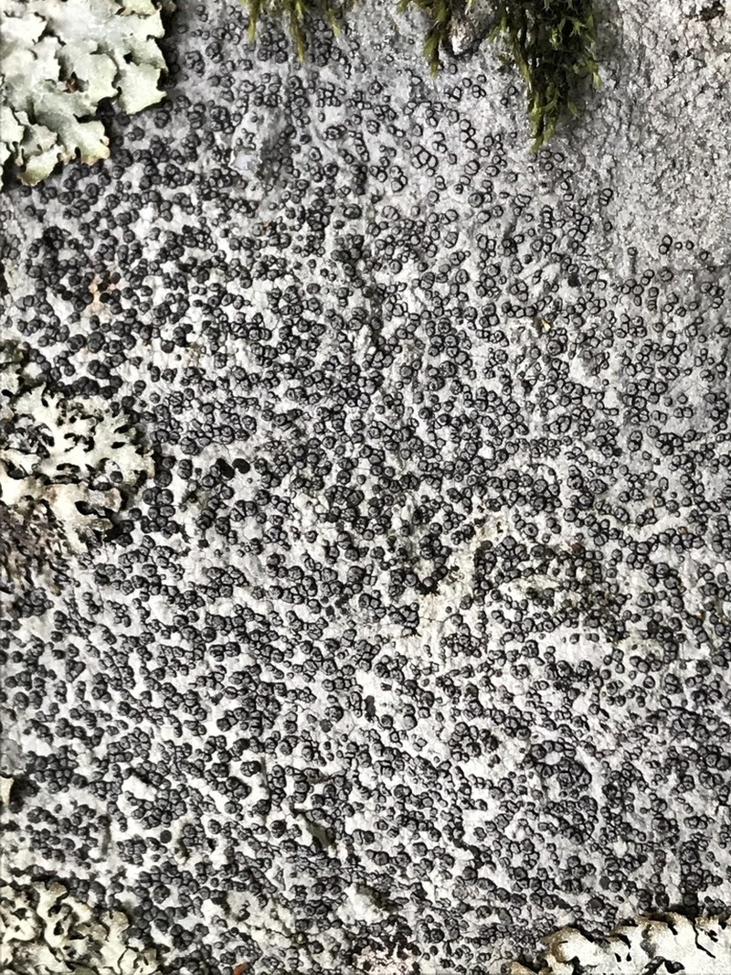 Carlott's Porpidia Lichen photo 8