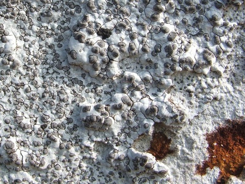 Porpidia Lichen