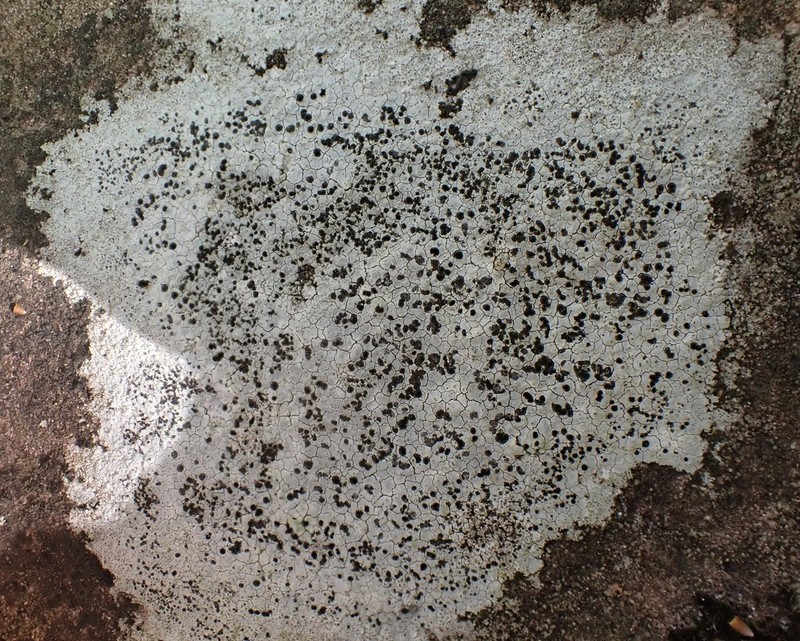Porpidia Lichen