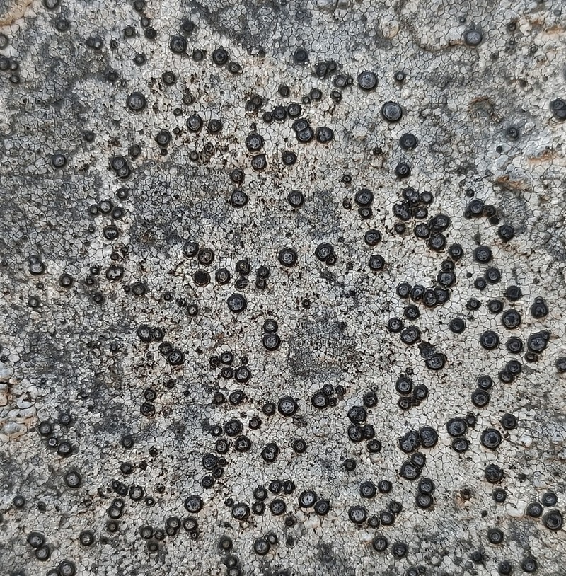 Porpidia Lichen photo 2