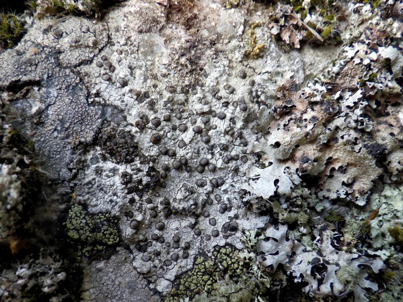 Porpidia Lichen photo 3