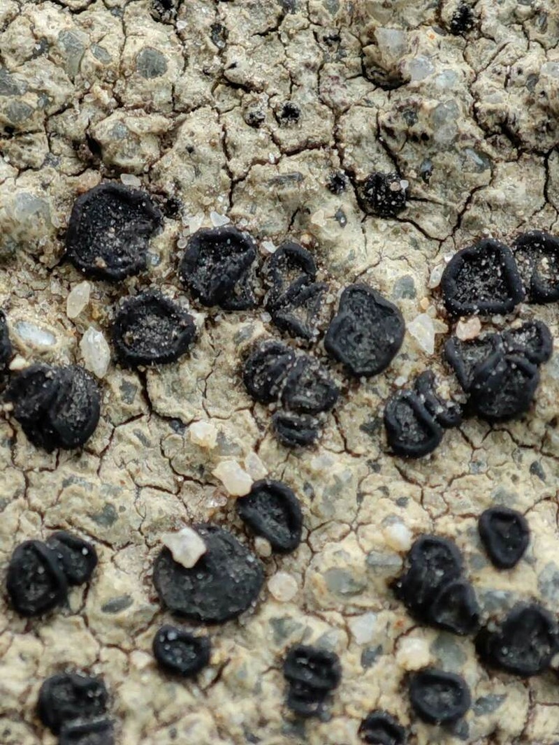 Porpidia Lichen photo 4