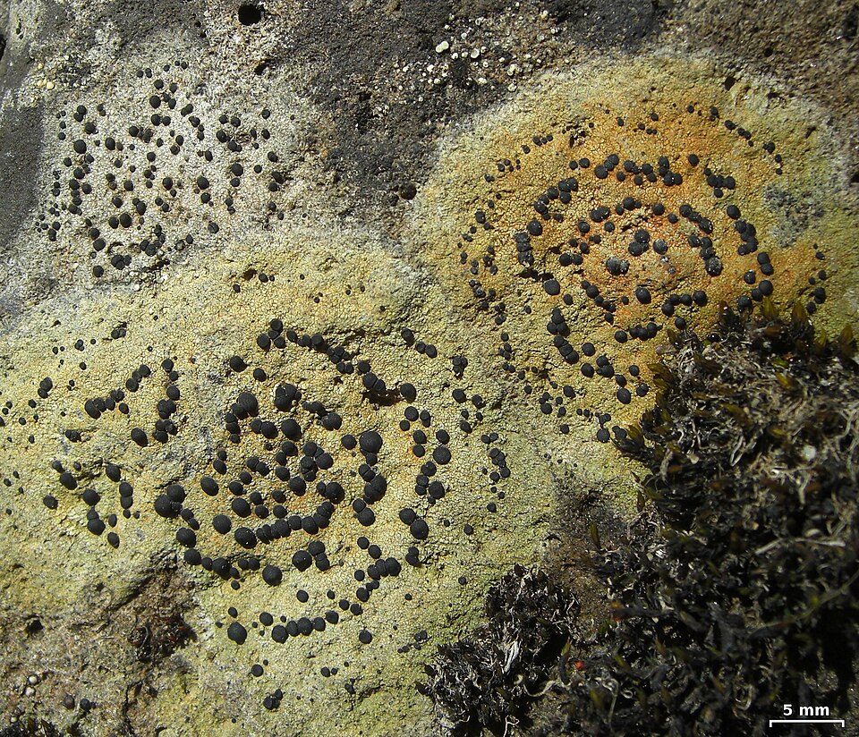 Crust Porpidia Lichen