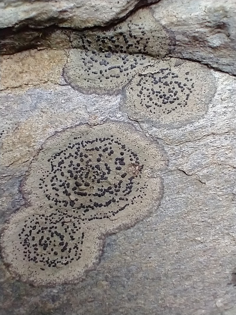 Crust Porpidia Lichen photo 2