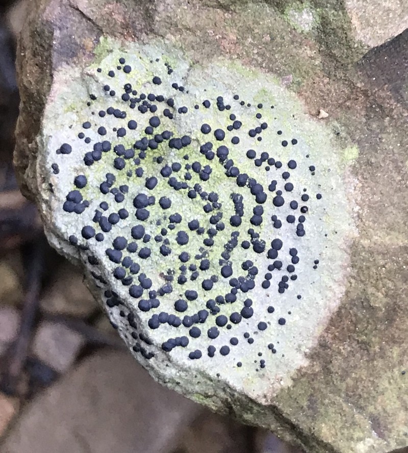 Crust Porpidia Lichen photo 3