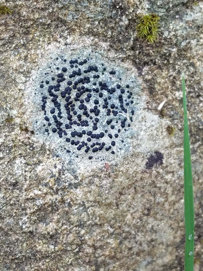 Crust Porpidia Lichen photo 4