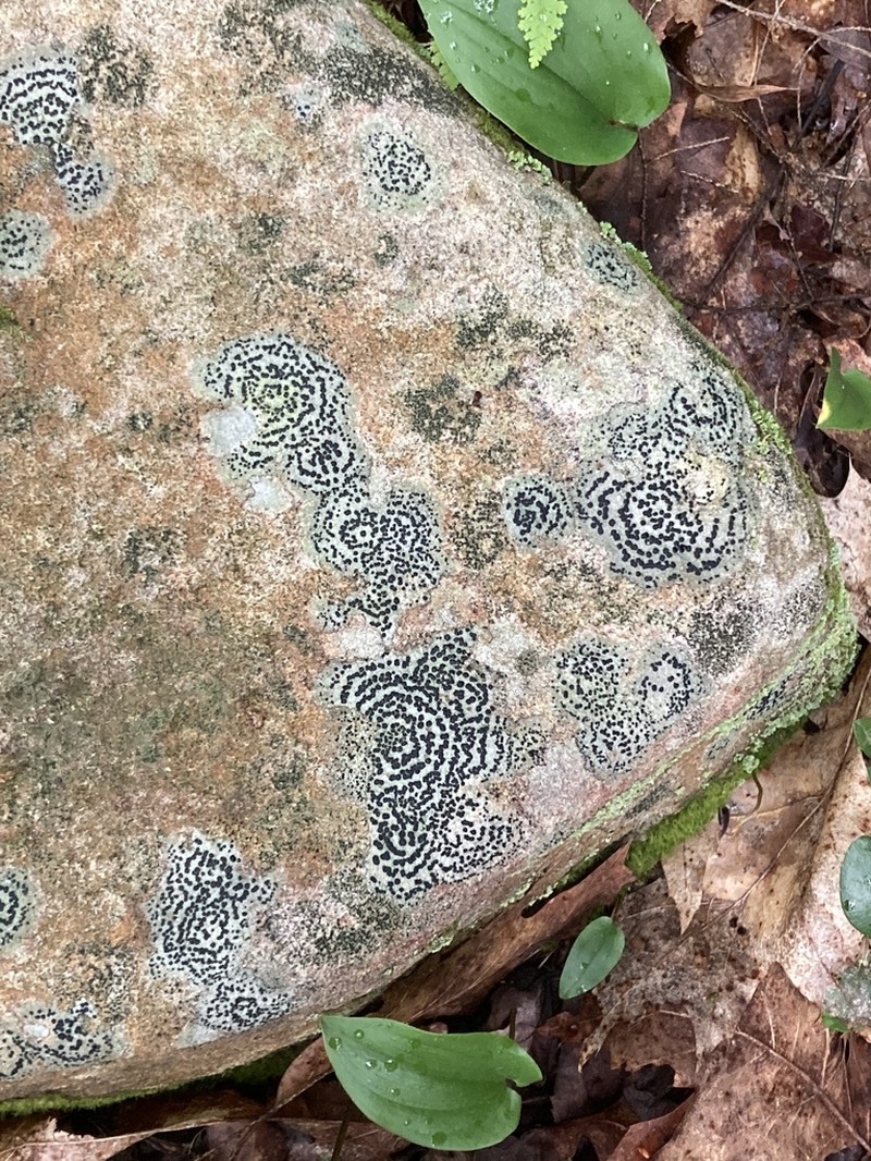 Crust Porpidia Lichen photo 5