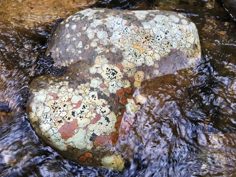 Crust Porpidia Lichen photo 6