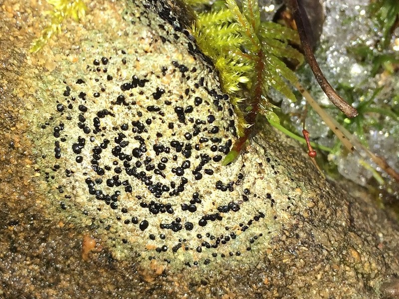 Crust Porpidia Lichen photo 7