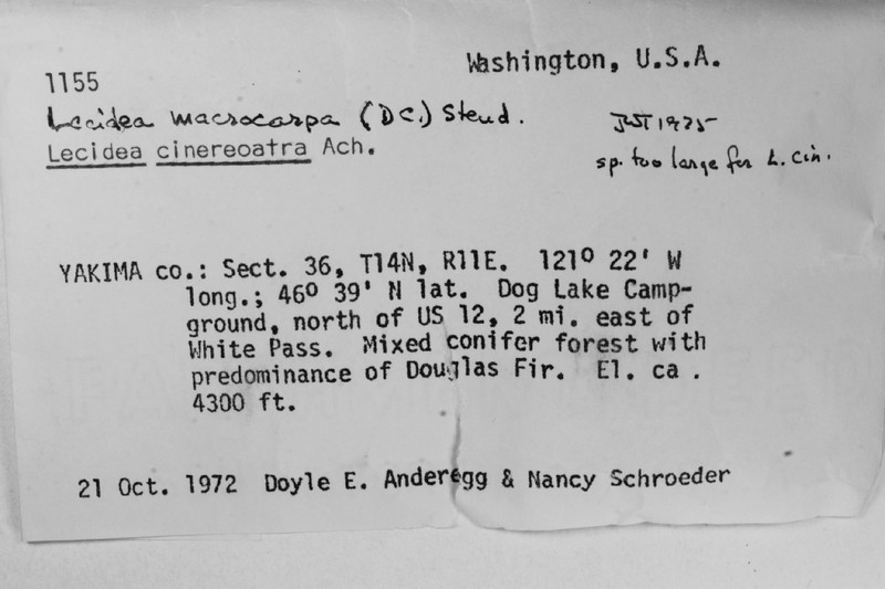 Diverse Porpidia Lichen