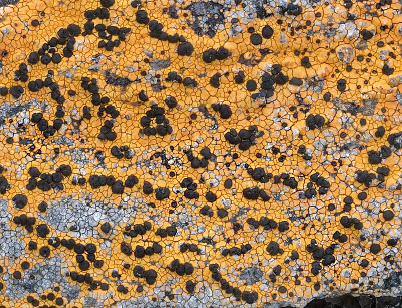 Porpidia Lichen
