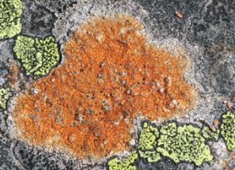 Porpidia Lichen