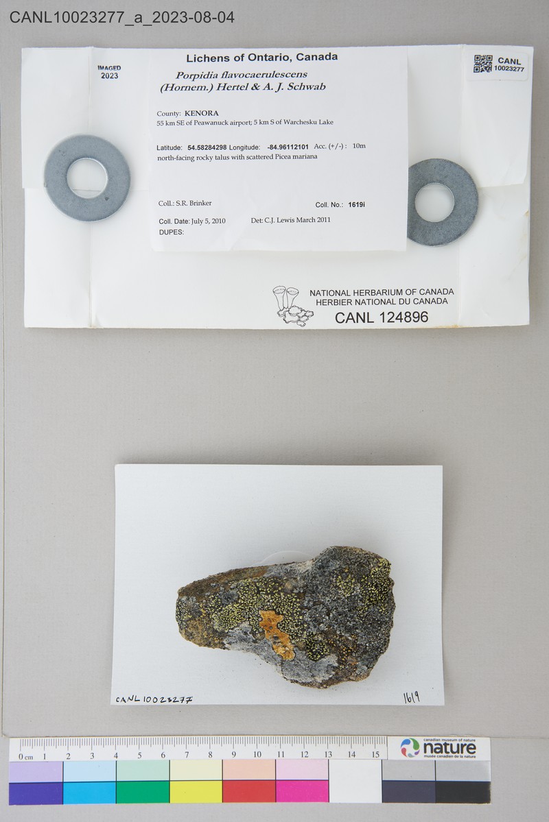 Porpidia Lichen photo 3