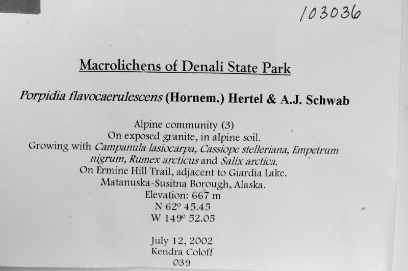 Porpidia Lichen photo 4