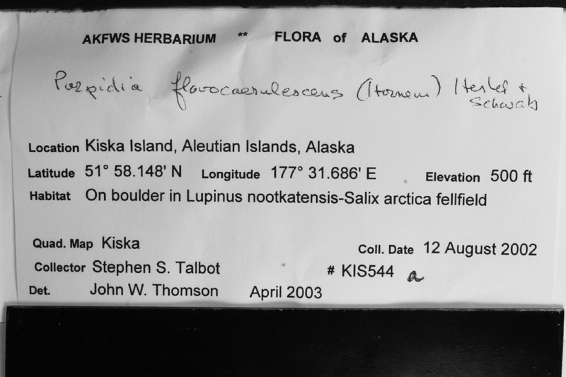 Porpidia Lichen photo 5