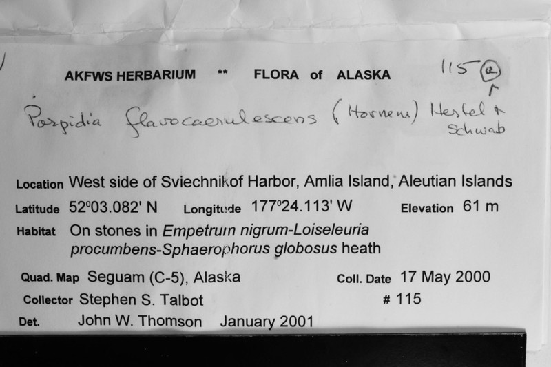 Porpidia Lichen photo 7